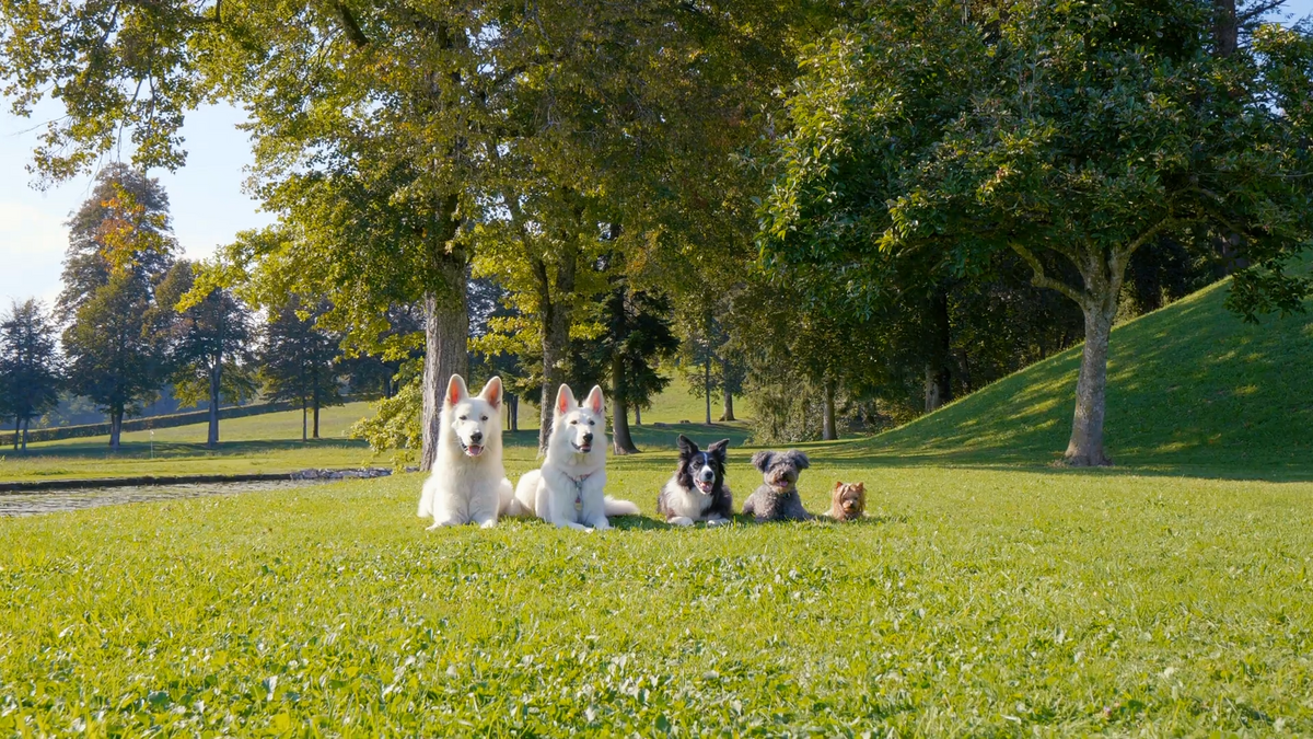 One Home, Different Needs: Choosing Smart Safety Tools for Every Pet