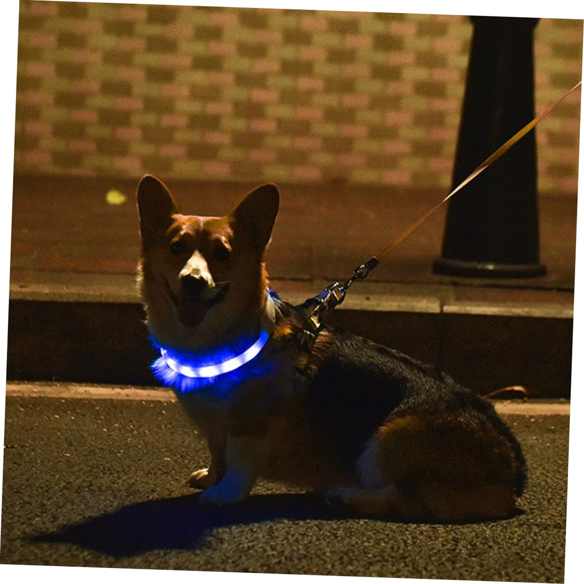 2 Sets Pet Glow Collar Basic Dog Collars Dog Glowing Pet Necklace LED Puppy Puppy