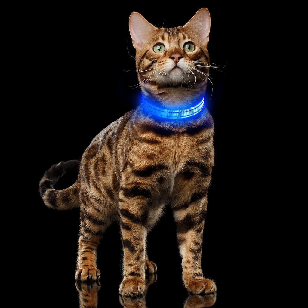 USB-C Rechargeable LED Dog Collar for Night Walking