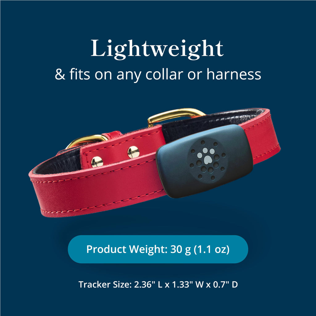 Petivity Smart GPS & Activity Tracker Tag for Dogs