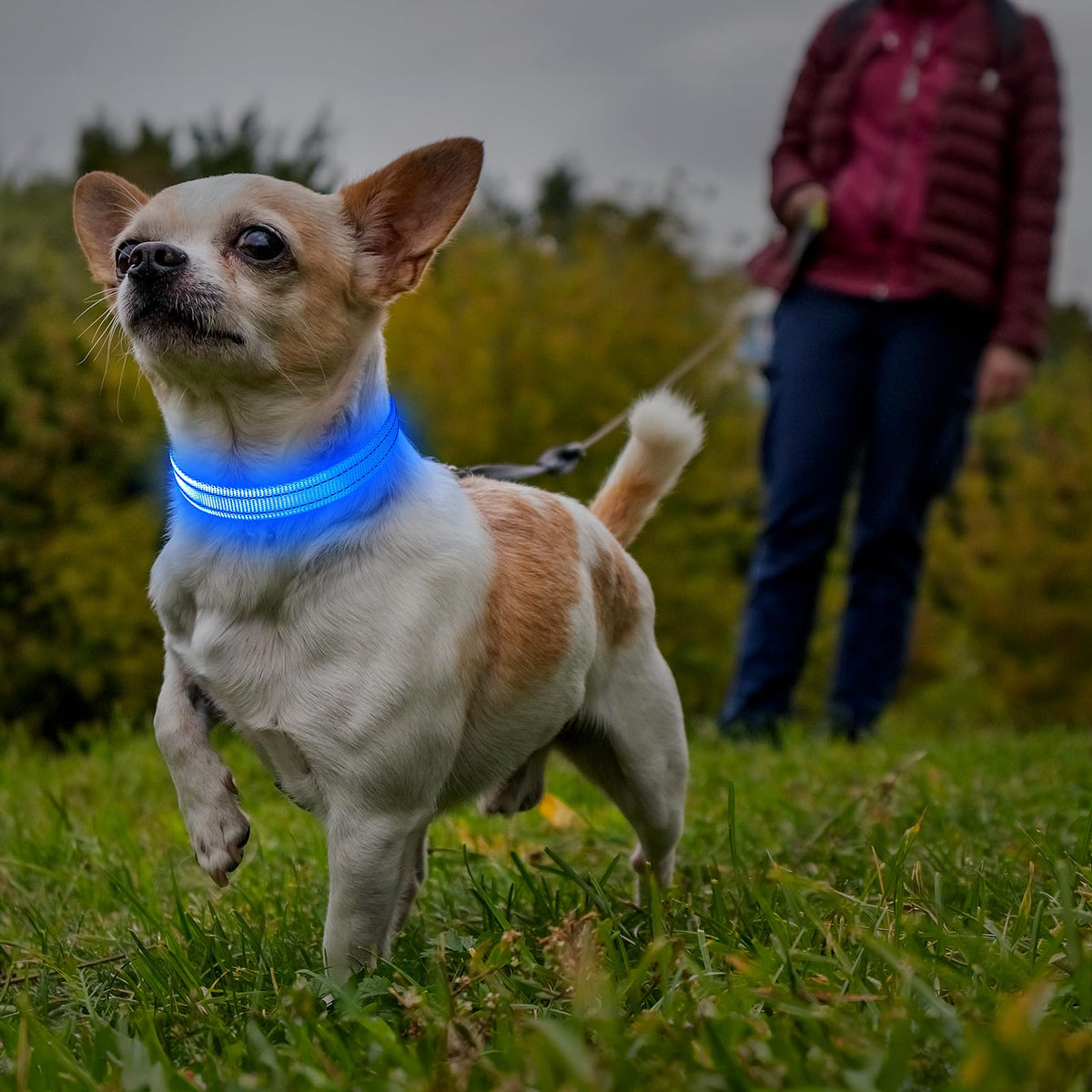 USB-C Rechargeable LED Dog Collar for Night Walking