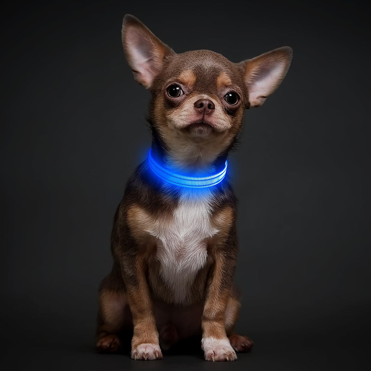 LED Dog Collar, USB-C Rechargeable Light Up Dog Collar for Night Walking