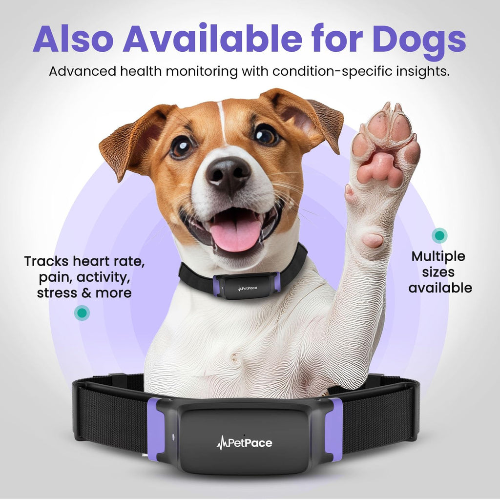 PetPace V3.0 AI Cat Health & GPS Monitoring Collar