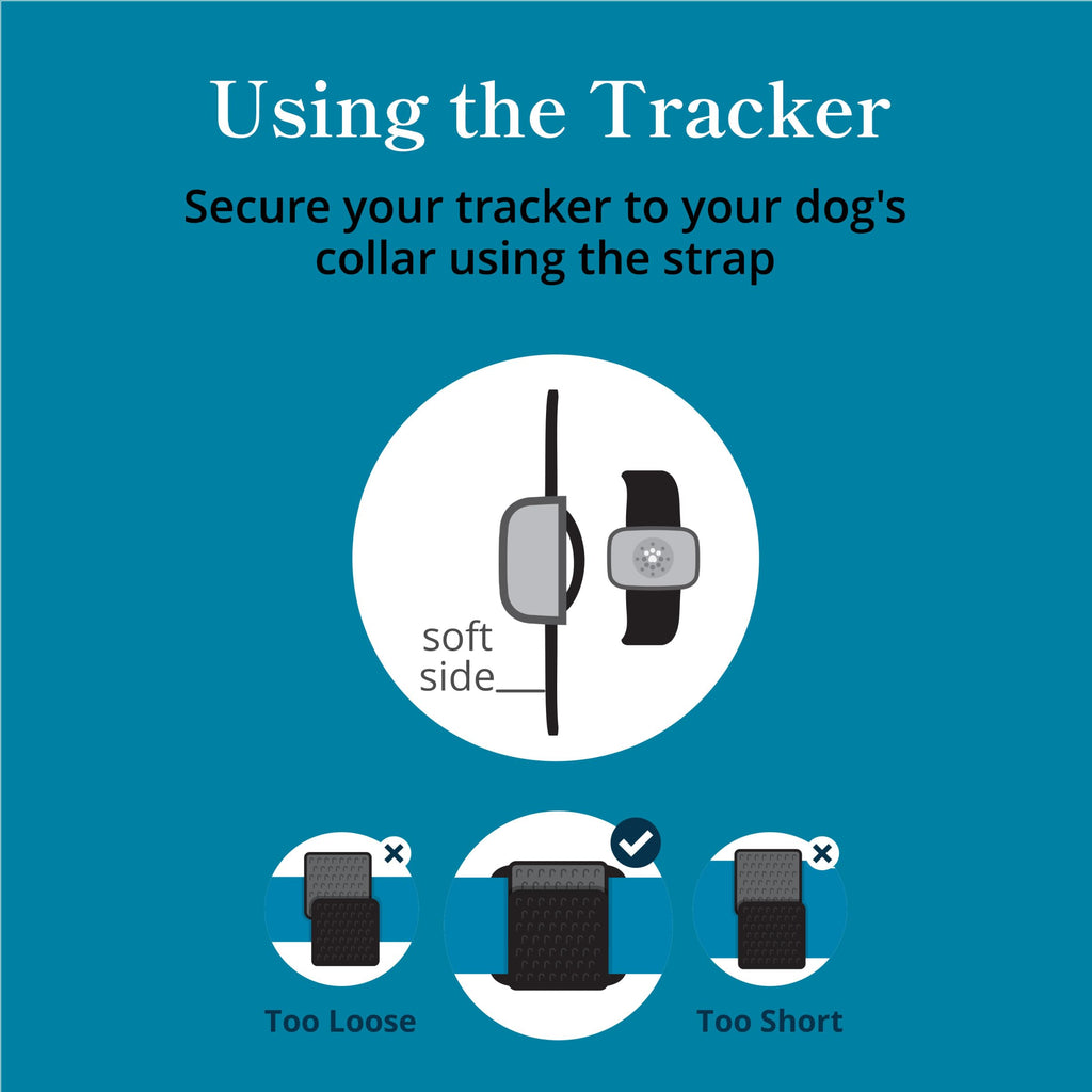Petivity Smart GPS & Activity Tracker Tag for Dogs