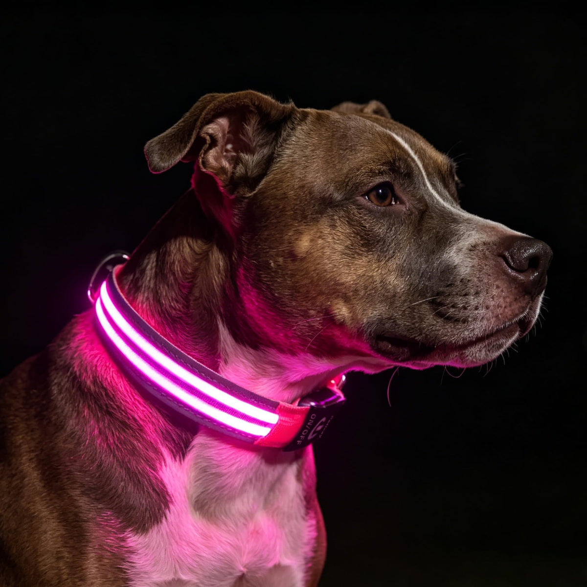 PetIsay Dog Light up Collar for Night Walking - High Visibility LED Dog Collar - Rechargeable - Waterproof - Reflective - Adjustable Lighted Glow Collars
