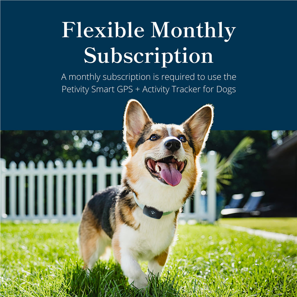Petivity Smart GPS & Activity Tracker Tag for Dogs