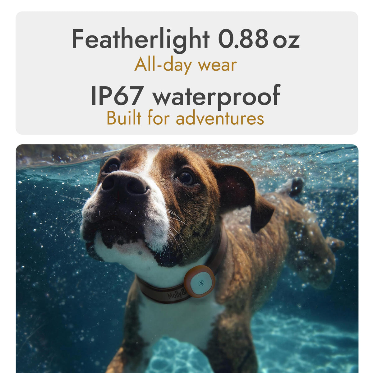 Molly&Cody GPS + Bluetooth Pet Tracker for Cats & Dogs – Real‑Time Tracking, Virtual Fence, IP67 Waterproof, Up to 60‑Day Battery, Health Monitoring, iOS/Android – Subscription Required