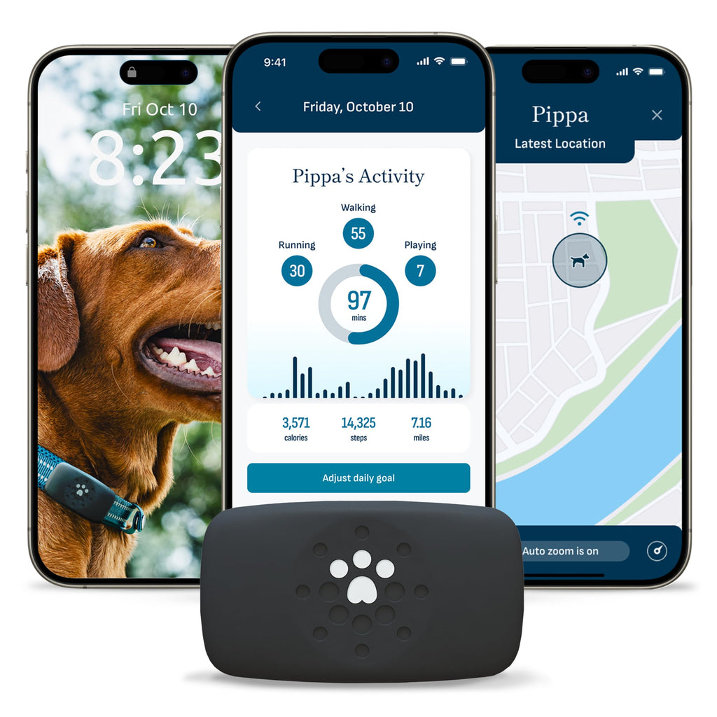 Petivity Smart GPS & Activity Tracker Tag for Dogs