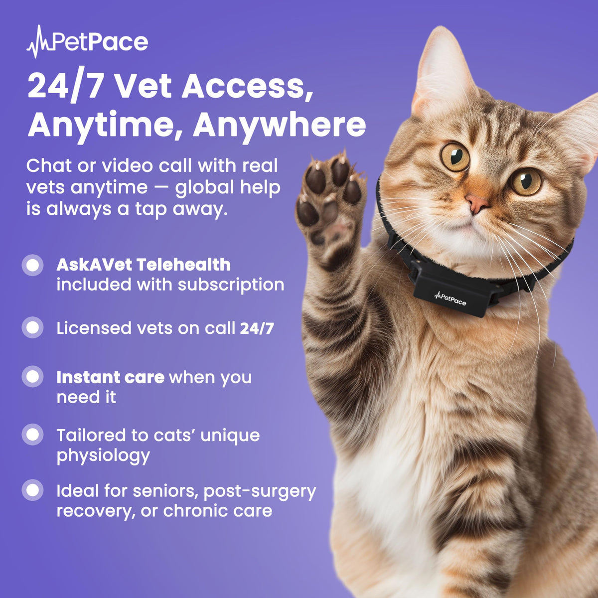 PetPace V3.0 AI Cat Health & GPS Monitoring Collar