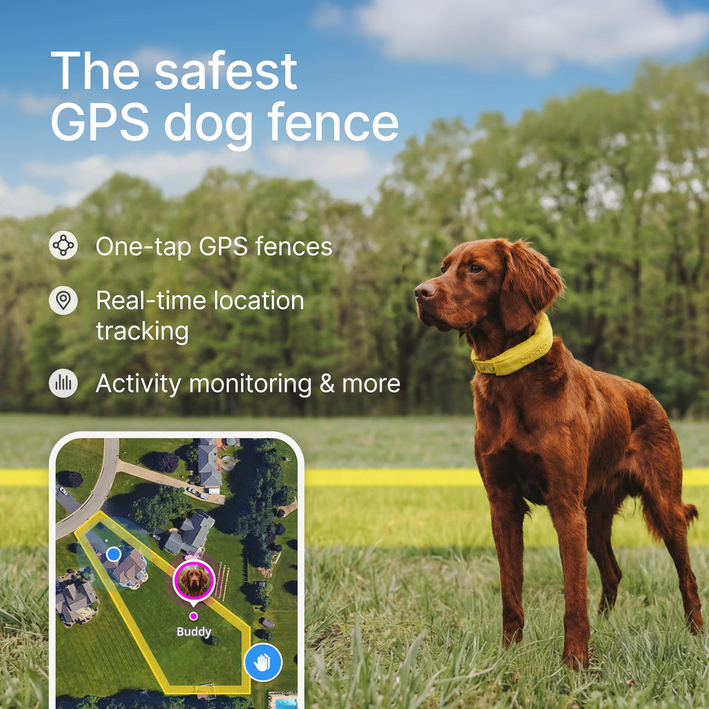 Halo Collar 5 GPS Wireless Dog Fence with Activity Tracking