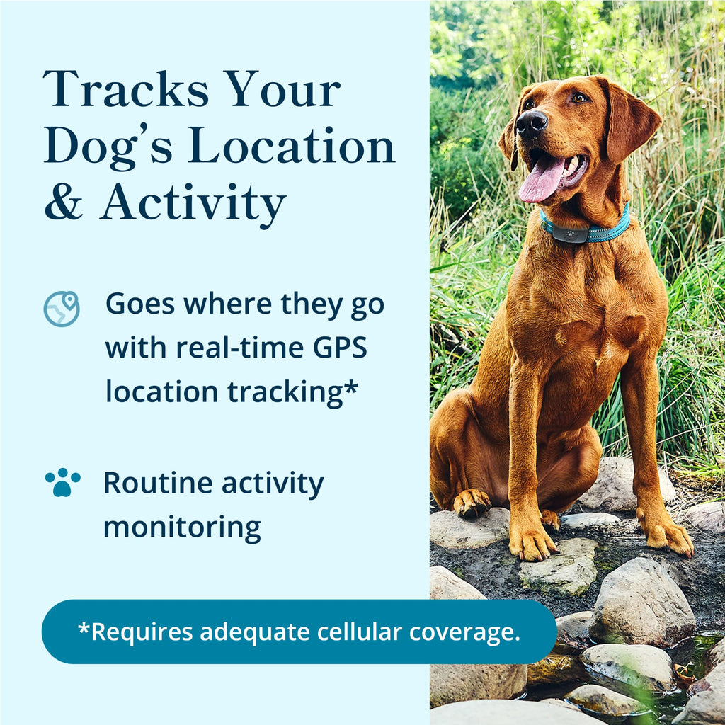 Petivity Smart GPS & Activity Tracker Tag for Dogs